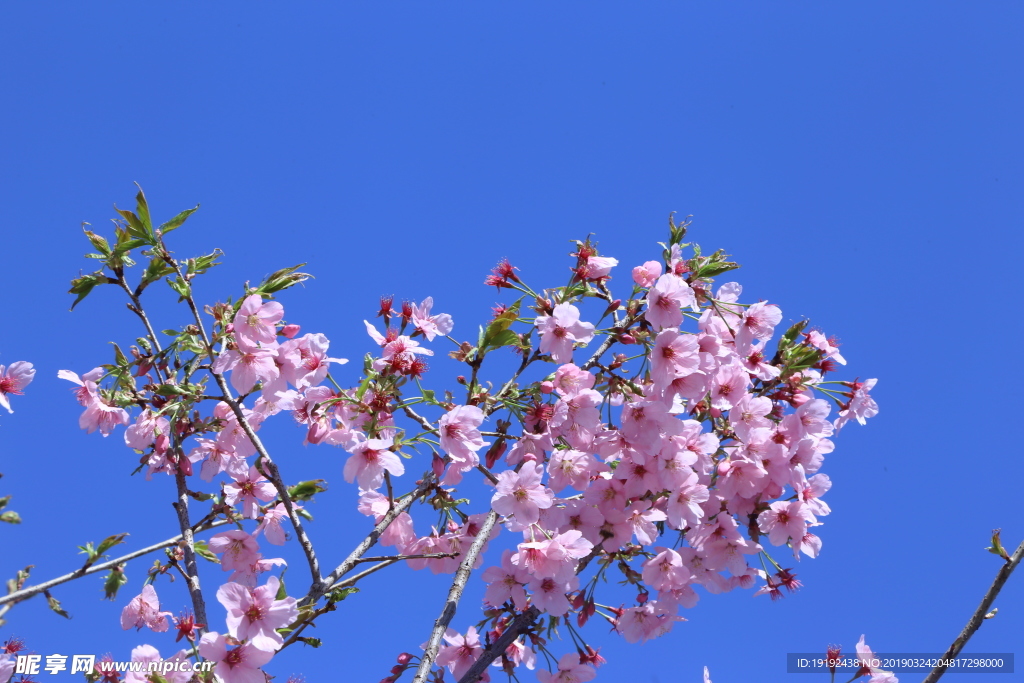樱花