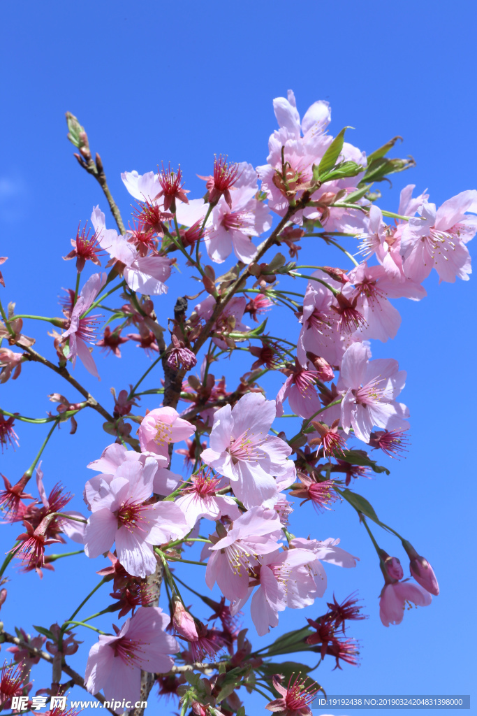 樱花