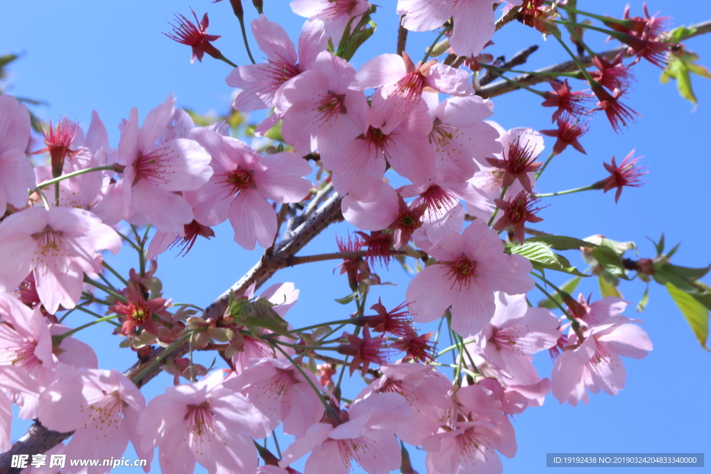 樱花