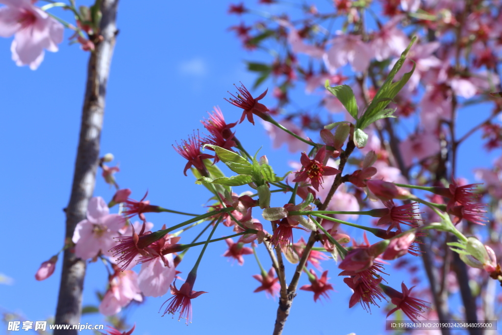 樱花
