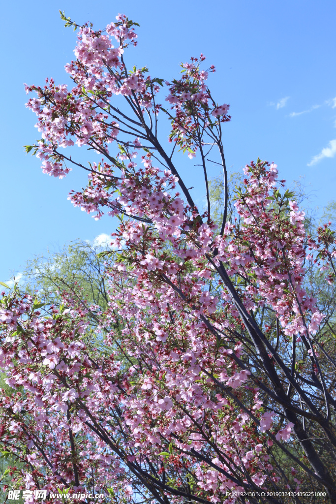 樱花