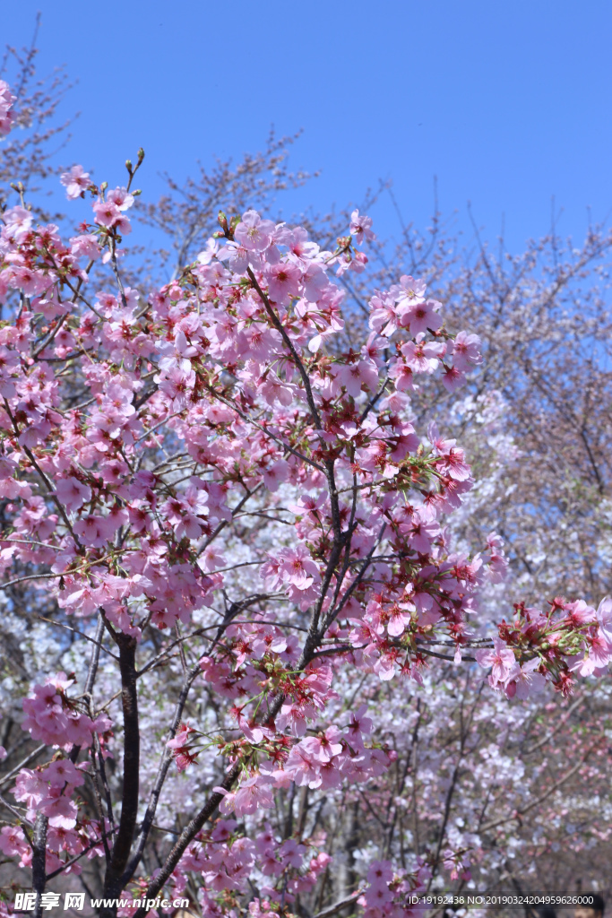 樱花