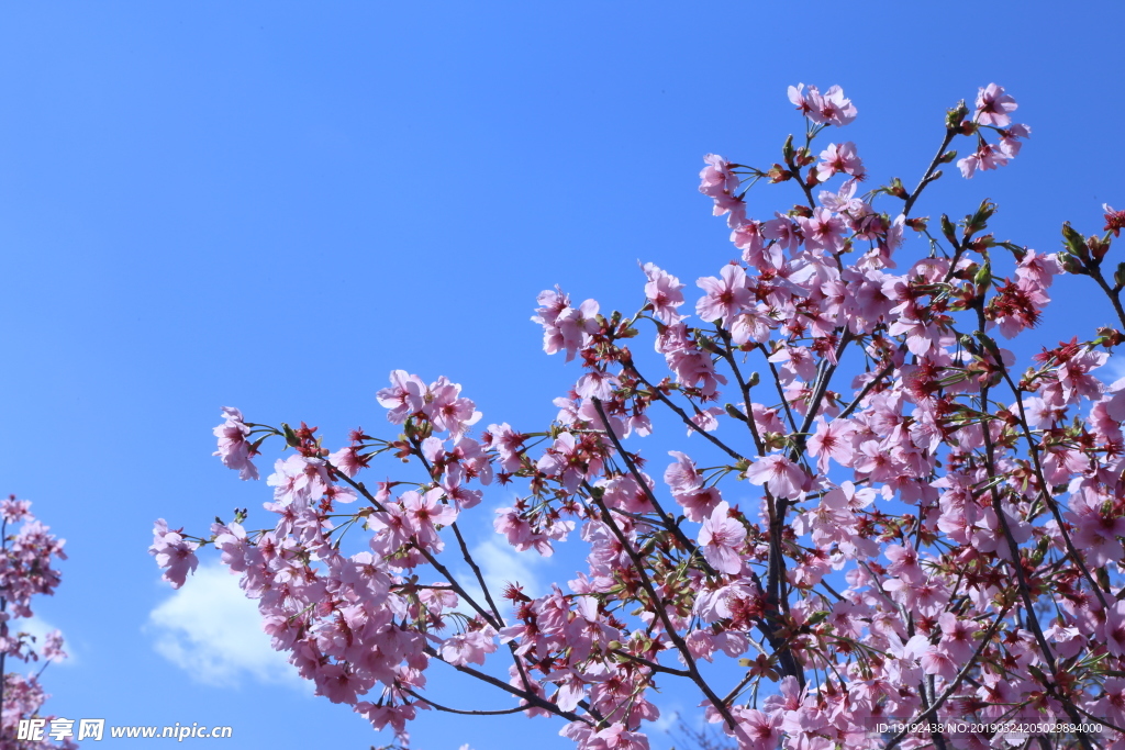樱花