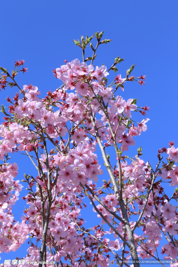 樱花