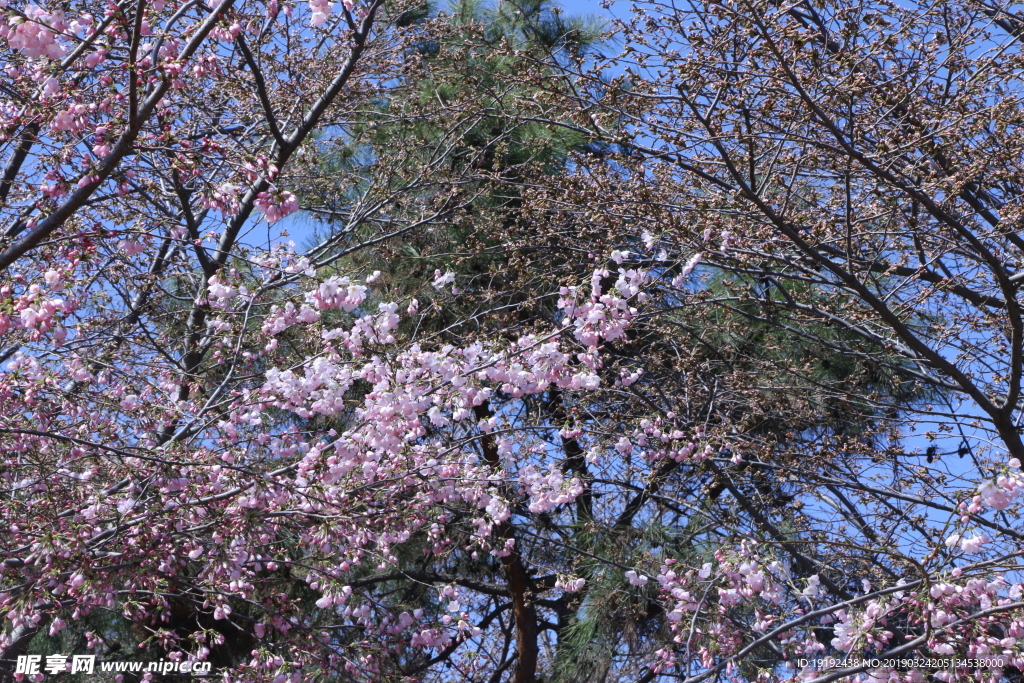 樱花