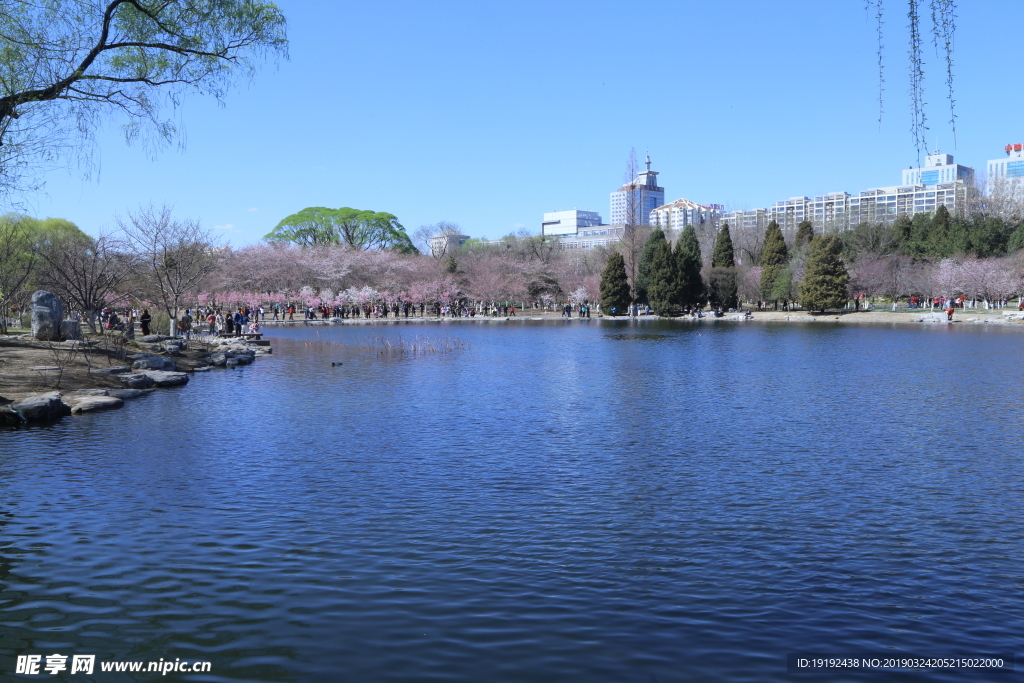 玉渊潭风景