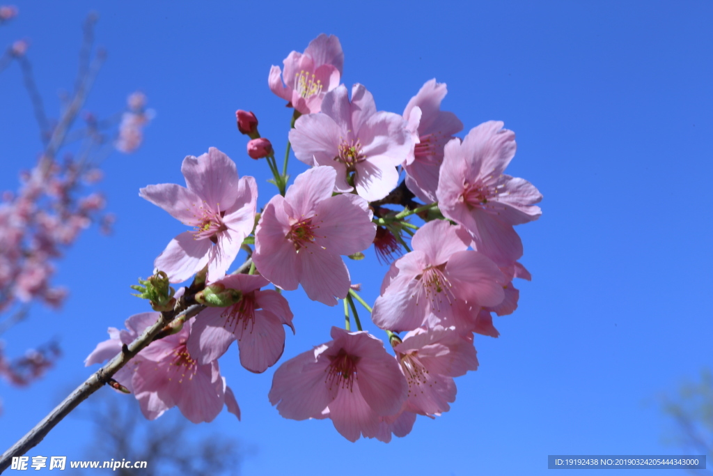 樱花