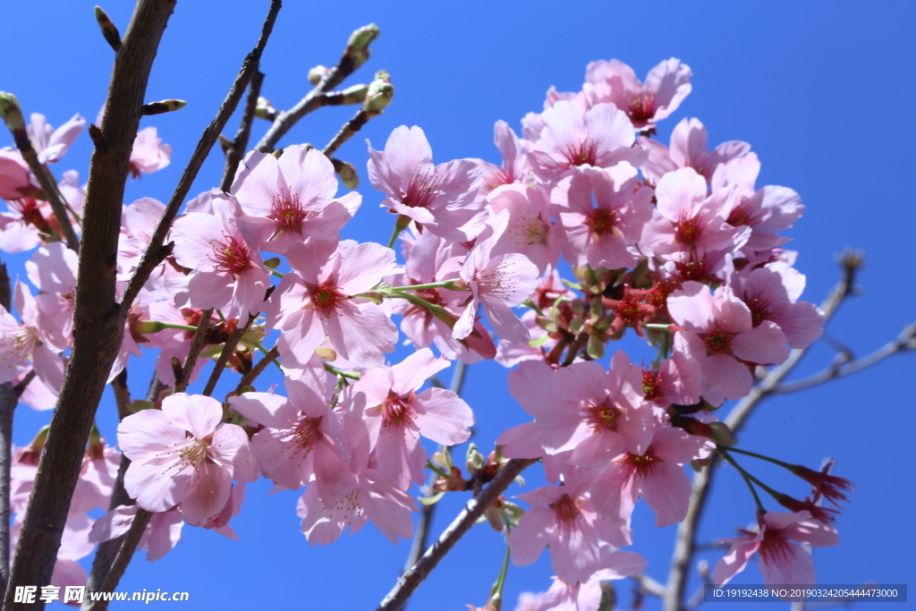 樱花