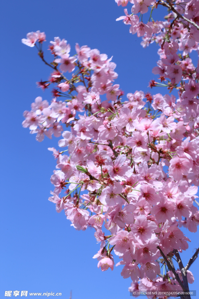 樱花