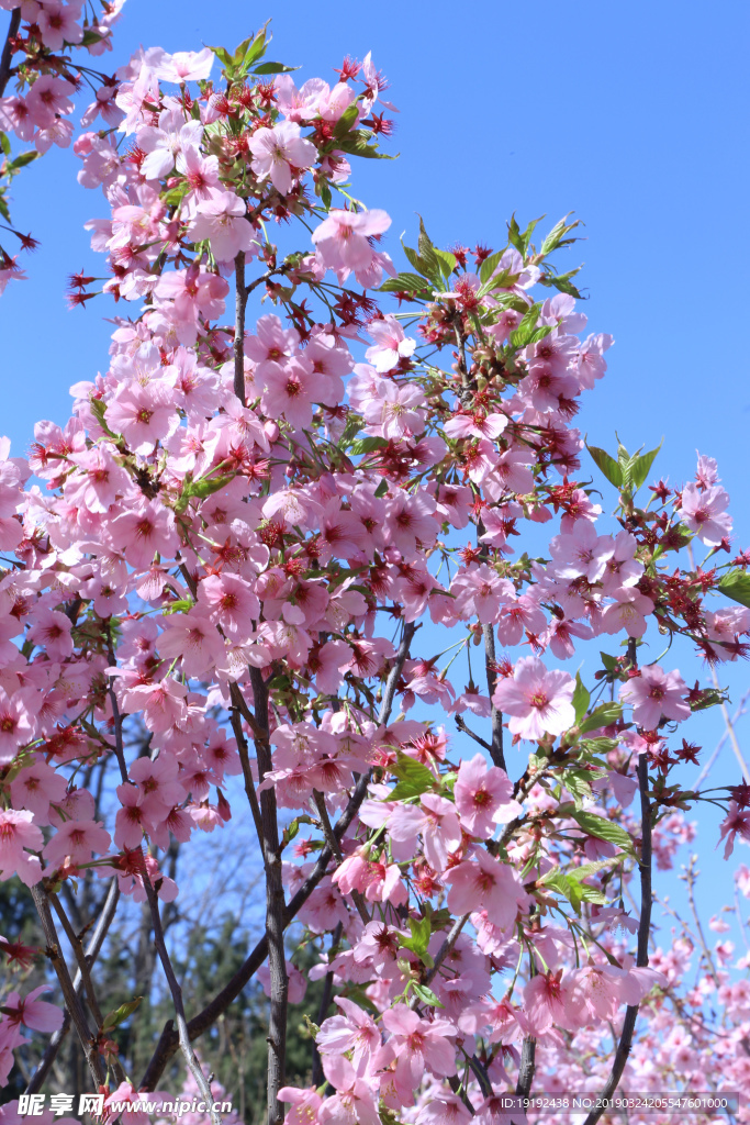 樱花