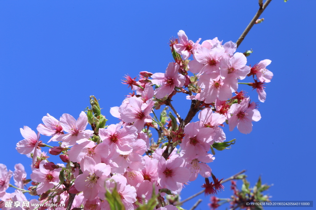 樱花