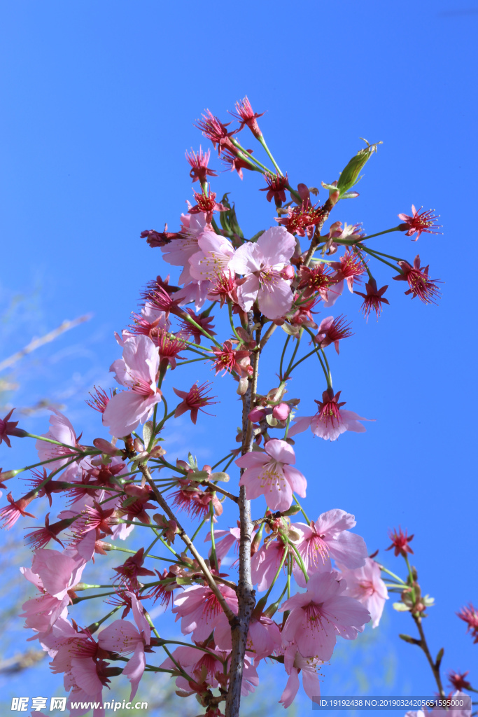樱花