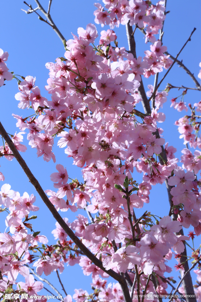樱花