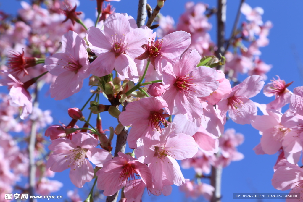 樱花