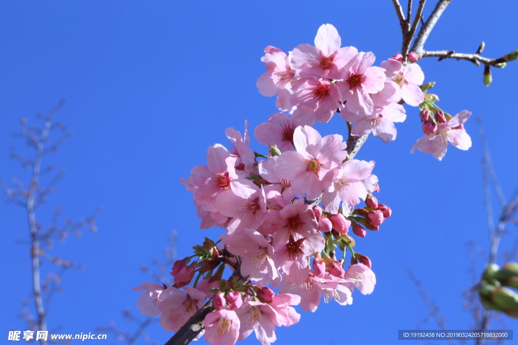 樱花