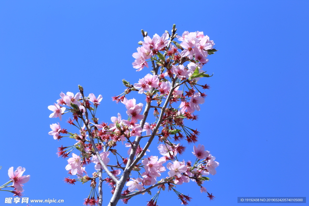 樱花
