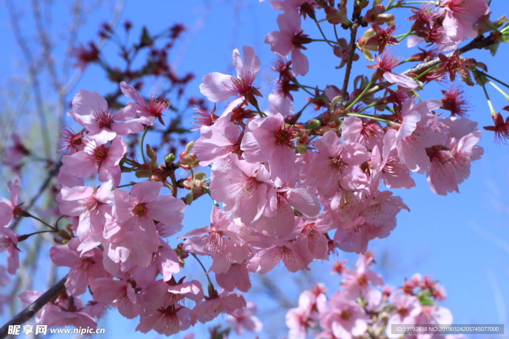 樱花