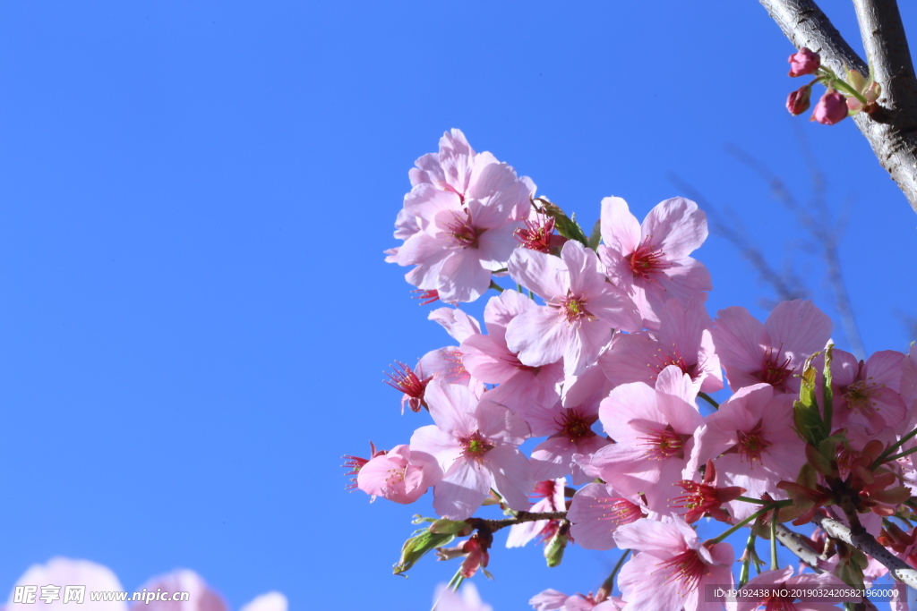 樱花