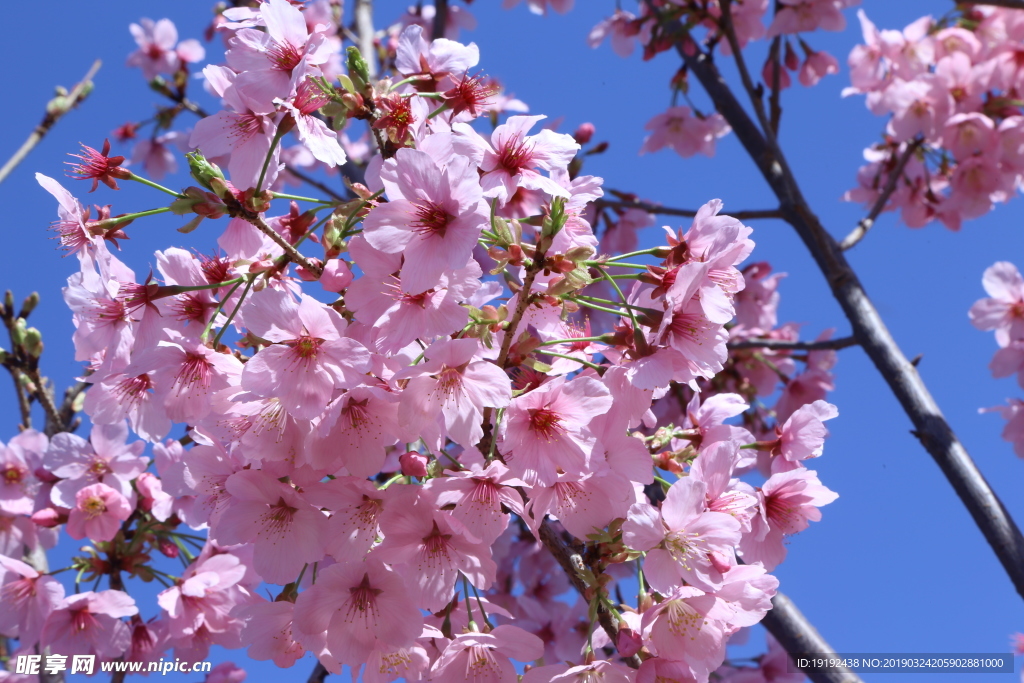 樱花