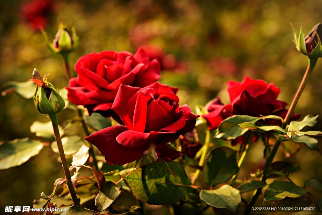 春天红色玫瑰花月季4k图片植物