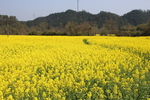 田园油菜花