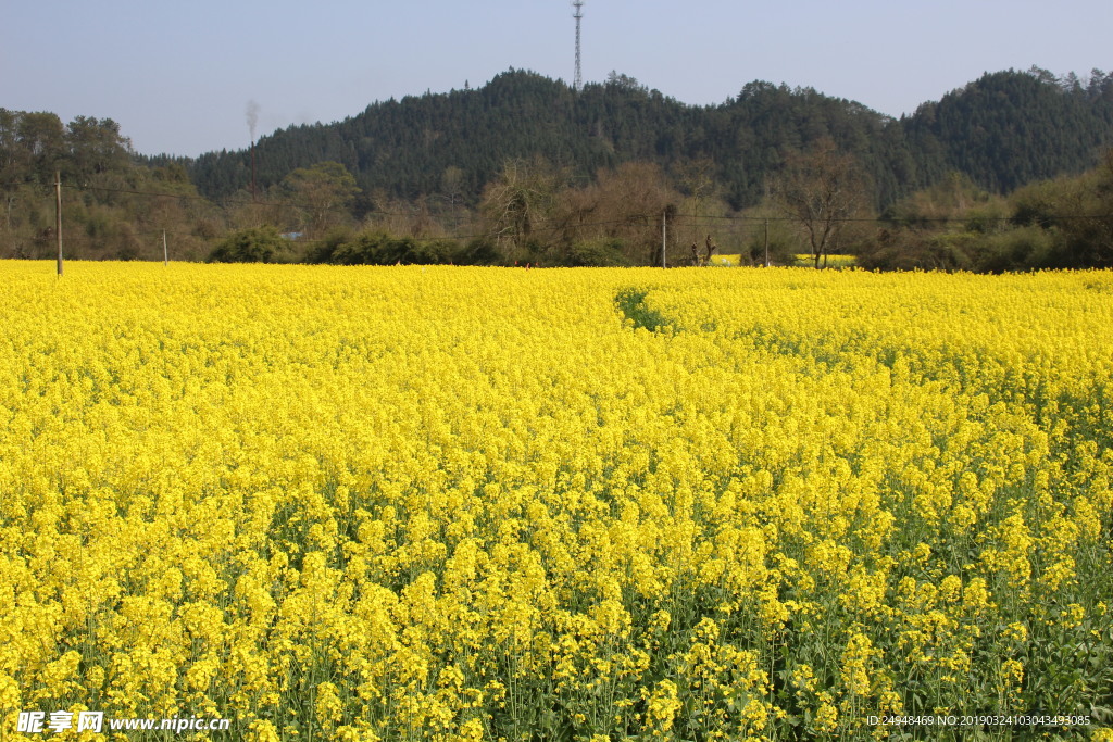 田园油菜花