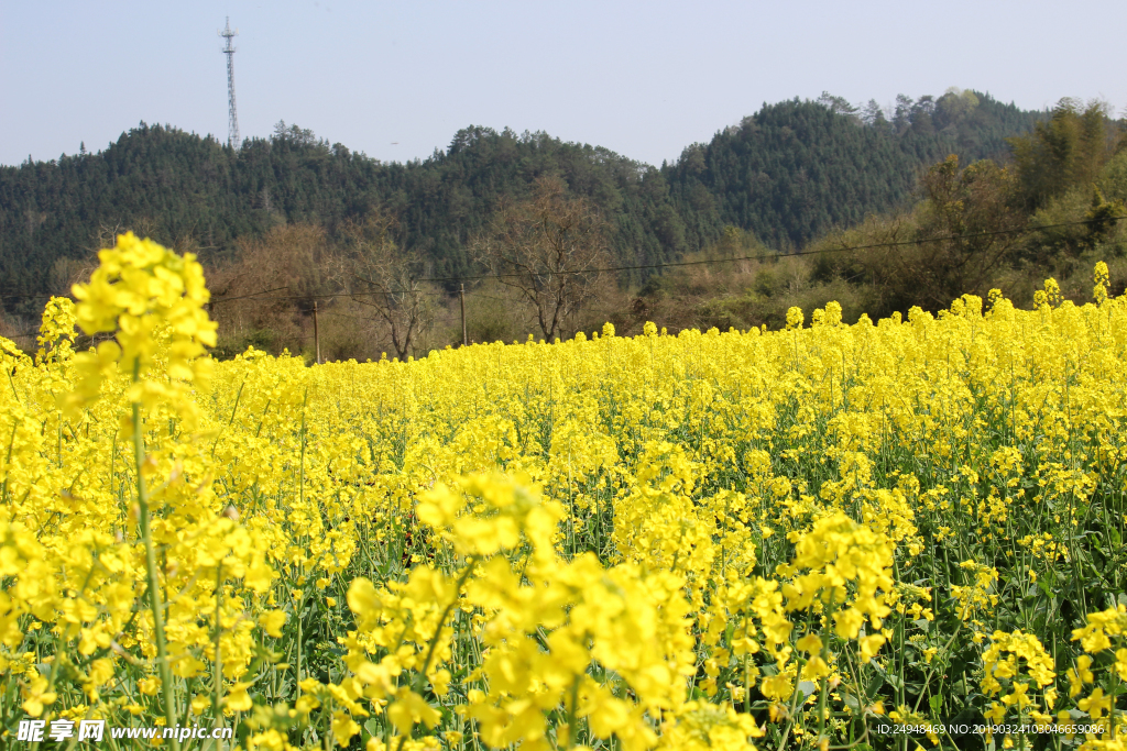 油菜花图片