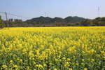 油菜花自然风景