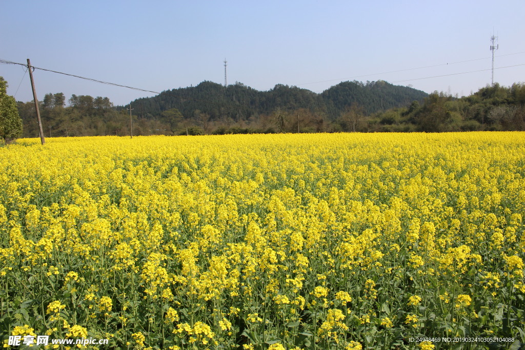 油菜花自然风景