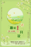 油菜花