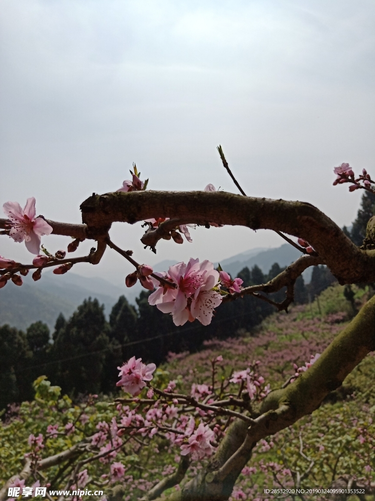 桃花