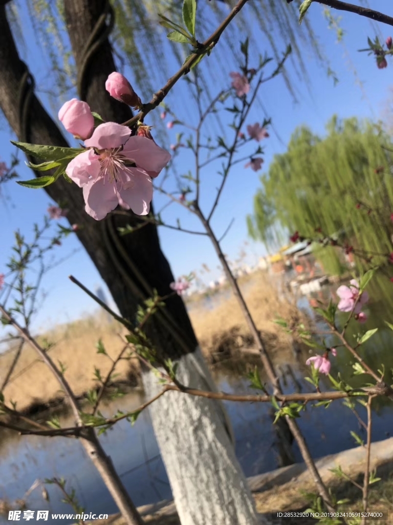 桃花