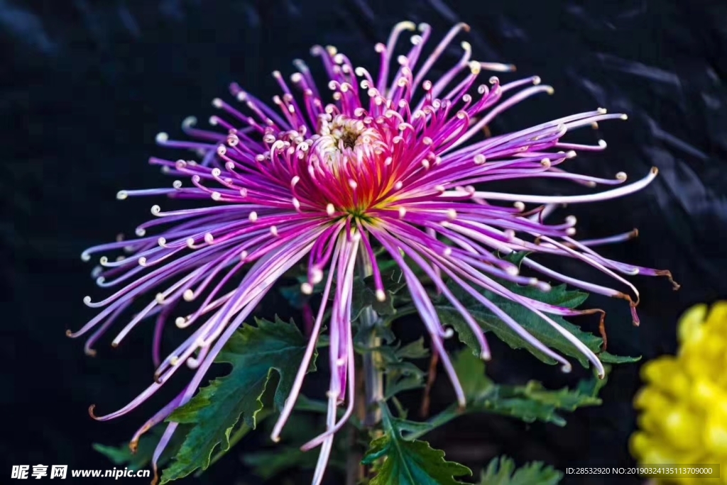 菊花