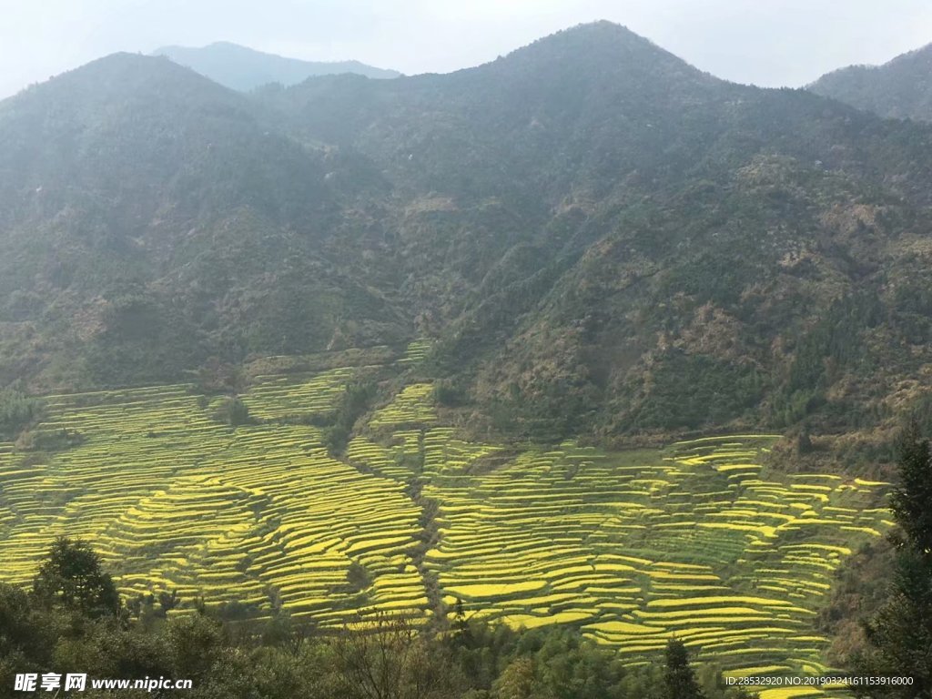 婺源篁岭油菜花梯田