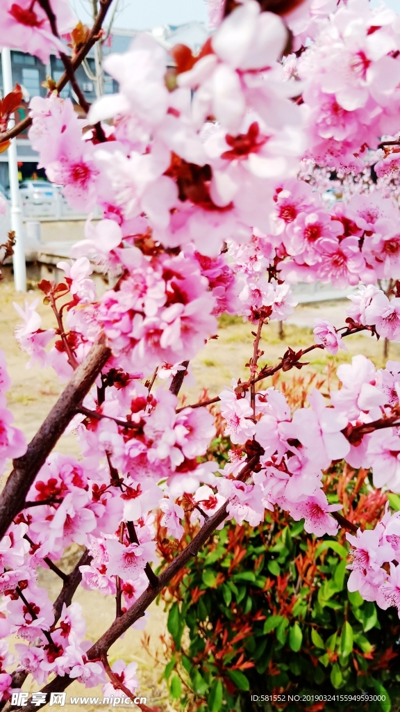 桃花  春天  花卉  百花