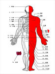 人体解剖图