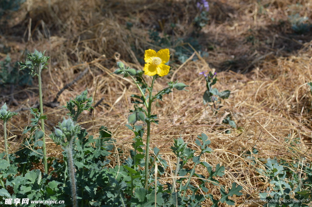 野花