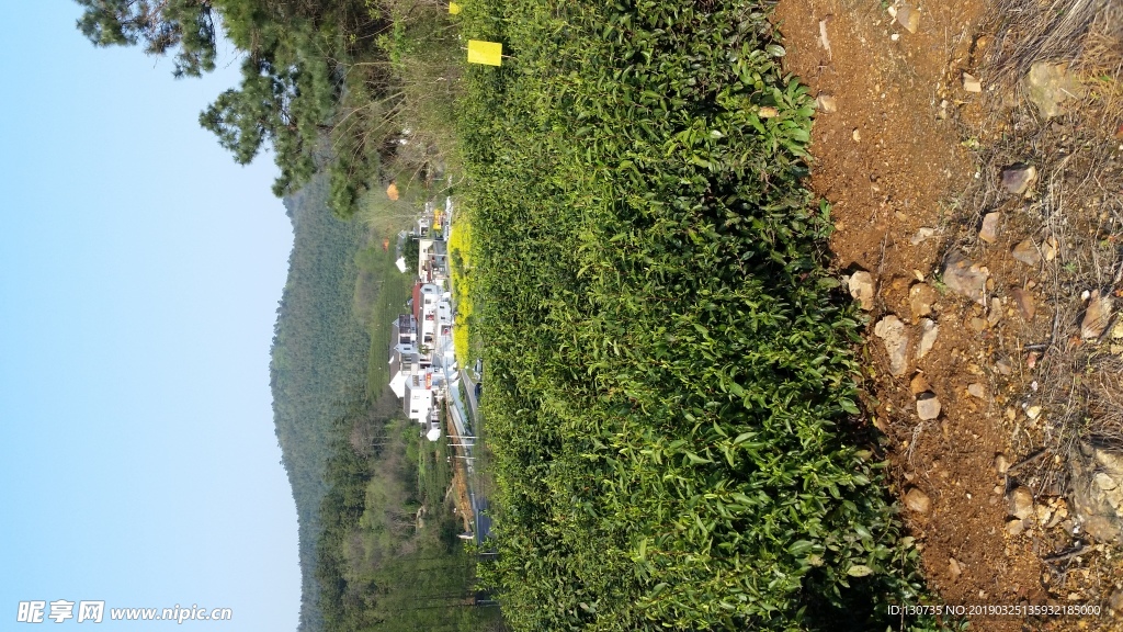 郊外 茶树