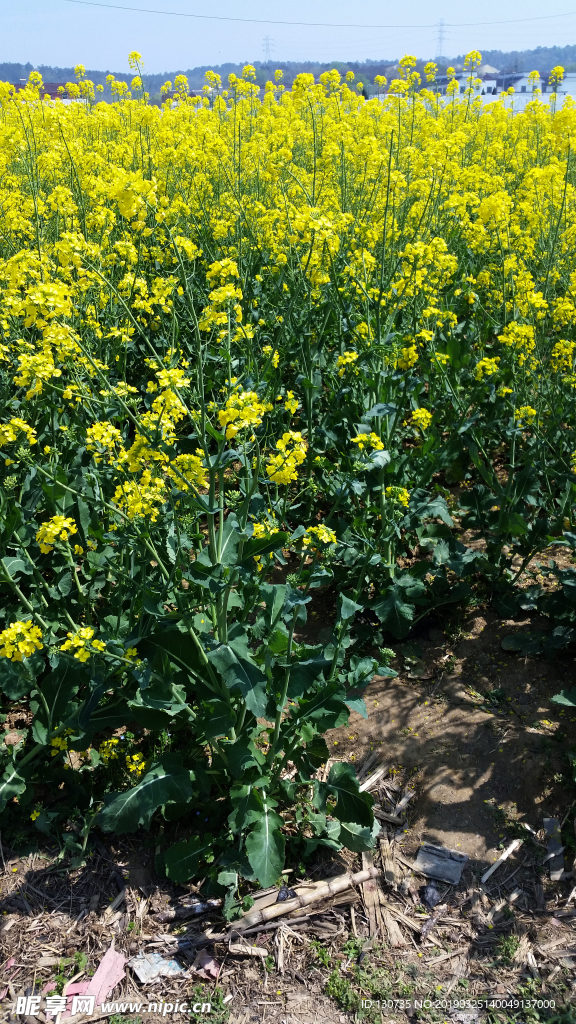 油菜花