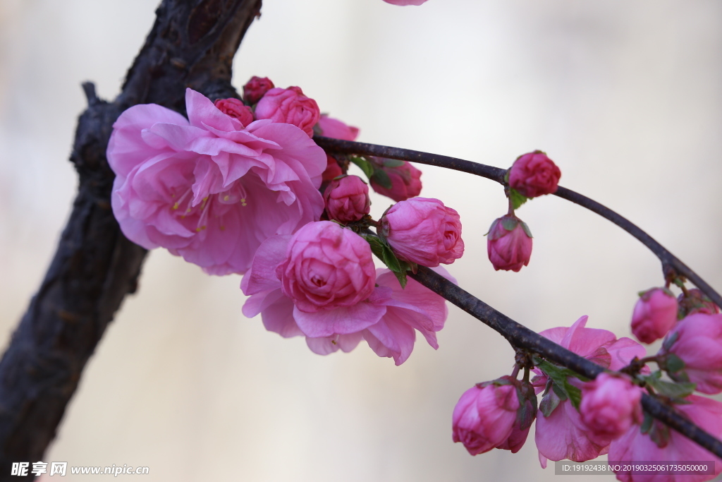 红粉碧桃花儿