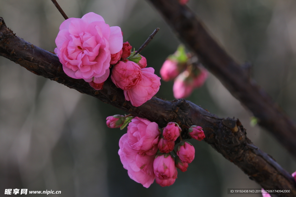 红粉碧桃花儿