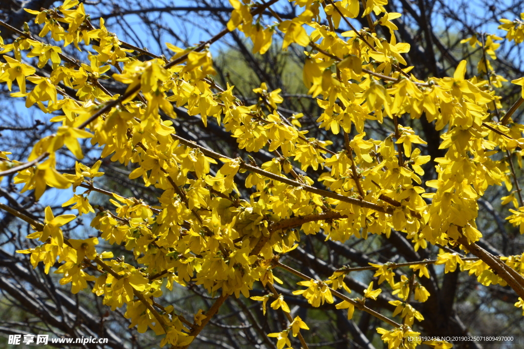 连翘花儿