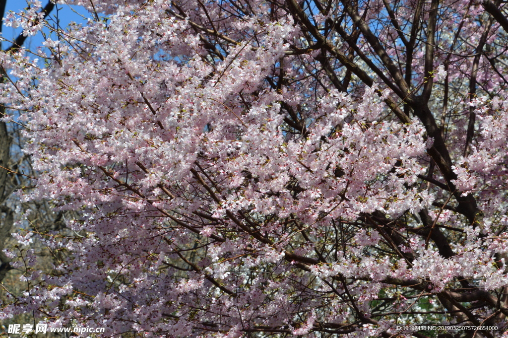 樱花