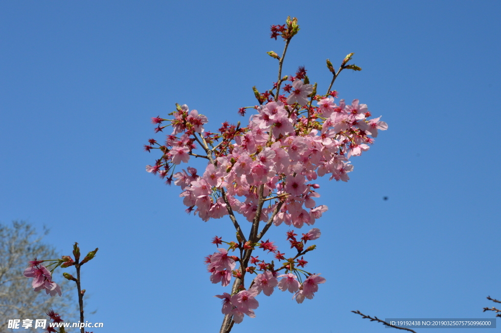 樱花