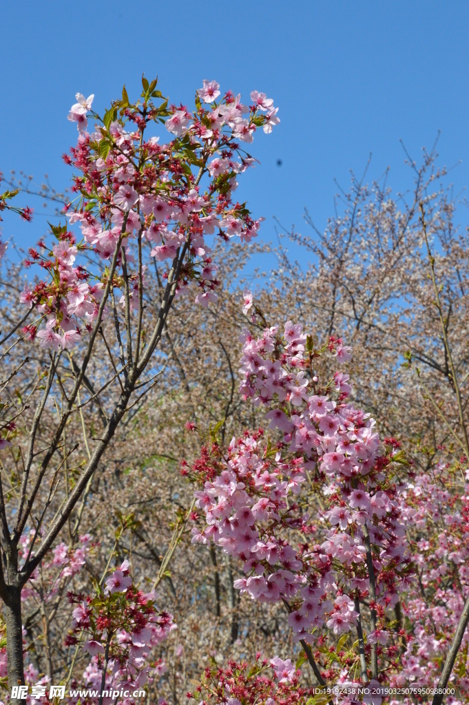樱花
