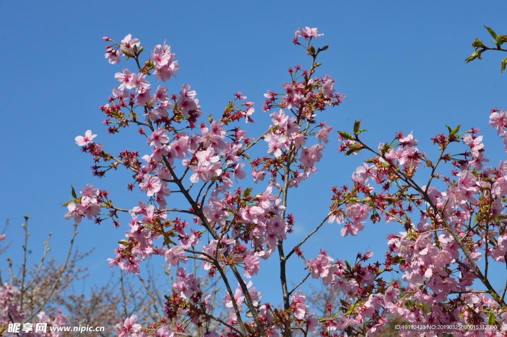 樱花