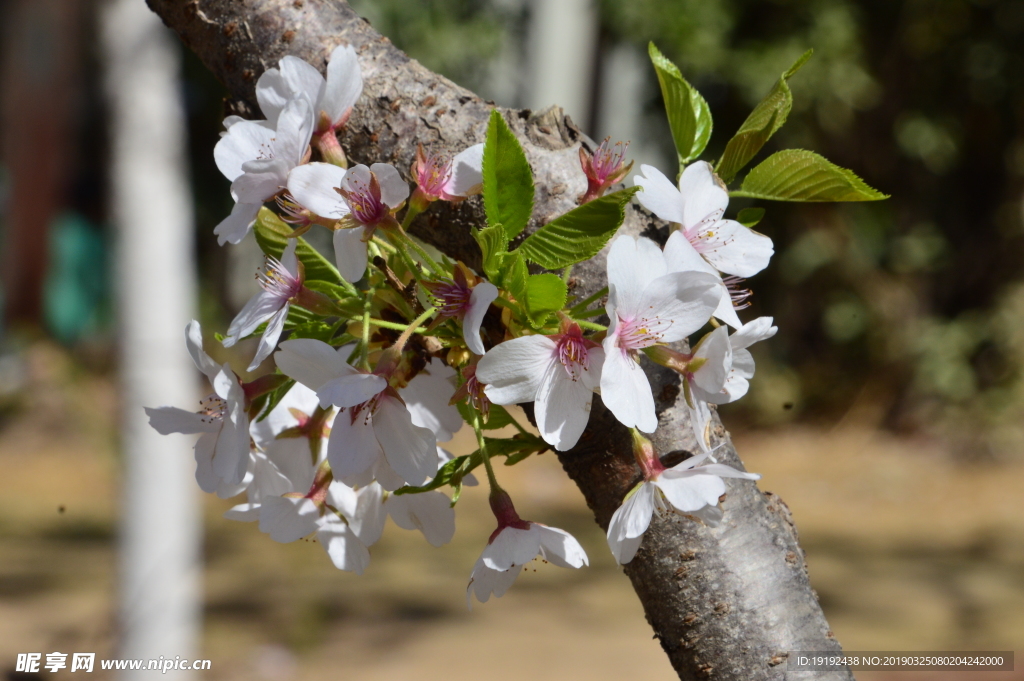 樱花
