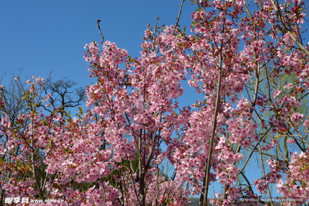 樱花