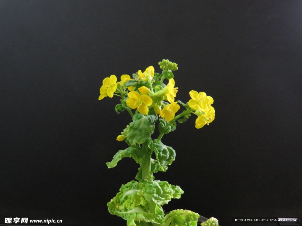 白菜花