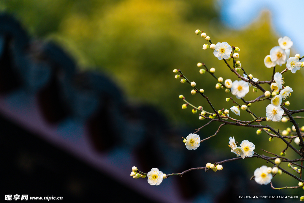 梅花 风景  唯美